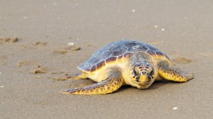 Caretta Caretta