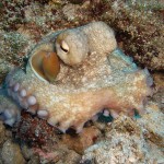 Fethiye Diving - Seahorse - Octupus