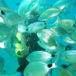 Fethiye Diving - Seahorse - shools of fish