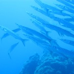 Fethiye Diving - seahorse - 11