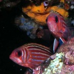 Fethiye Diving - seahorse - 2