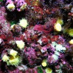 Fethiye Diving - seahorse - 3