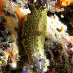 Fethiye Diving - seahorse - 4