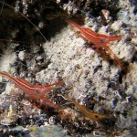 Fethiye Diving - seahorse - 5