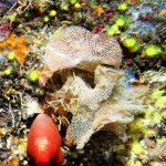 Fethiye Diving - seahorse - 6