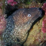 Fethiye Diving - seahorse - 8