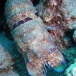 Fethiye Diving - seahorse - 9