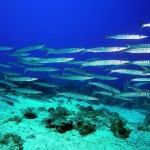 Okyanus JD - diving - schools of fish